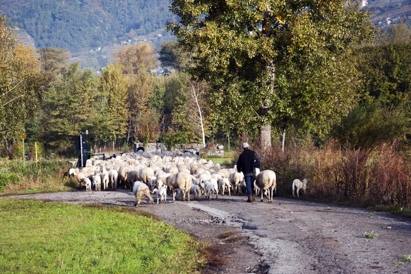 Pastore e le sue pecore — Foto Stock