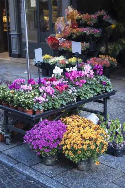 Květiny trh — Stock fotografie