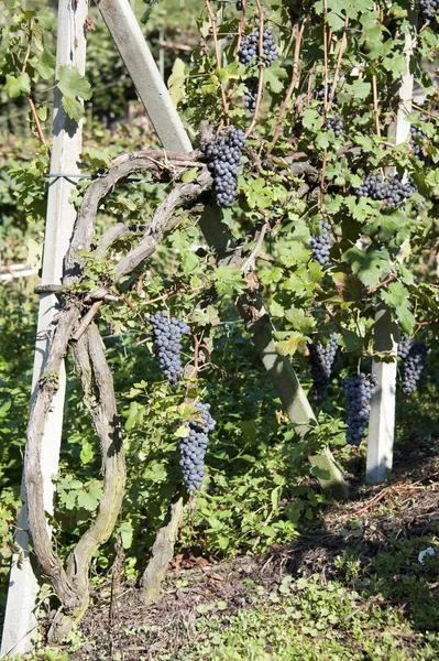 Rode wijn druiven — Stockfoto