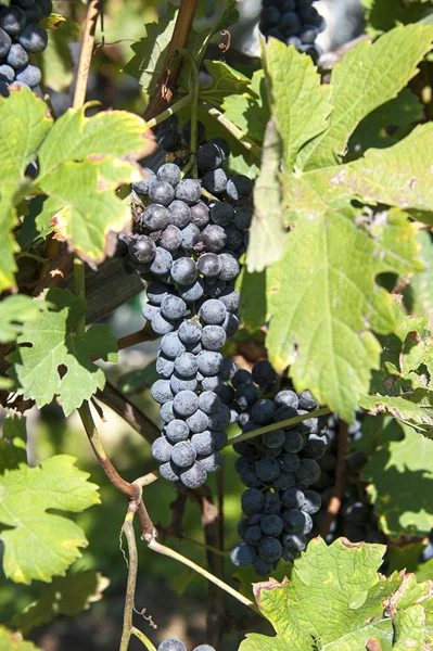 Rode wijn druiven — Stockfoto