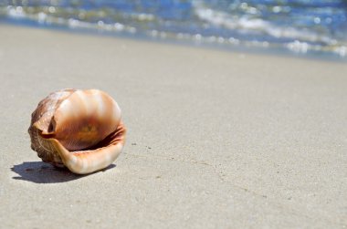 güzel seashell Beach