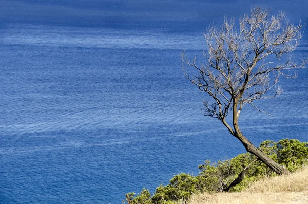 Havet och träd — Stockfoto