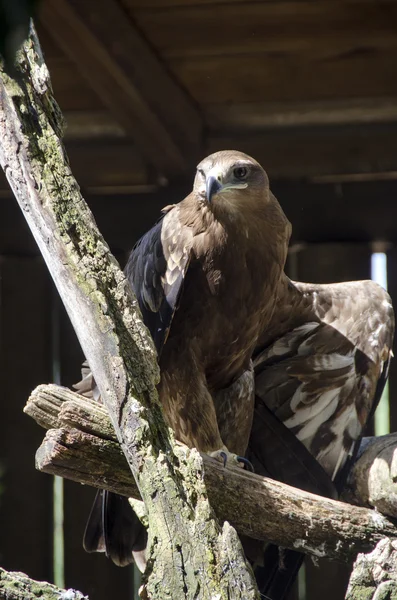 Golden eagle — Stock Photo, Image