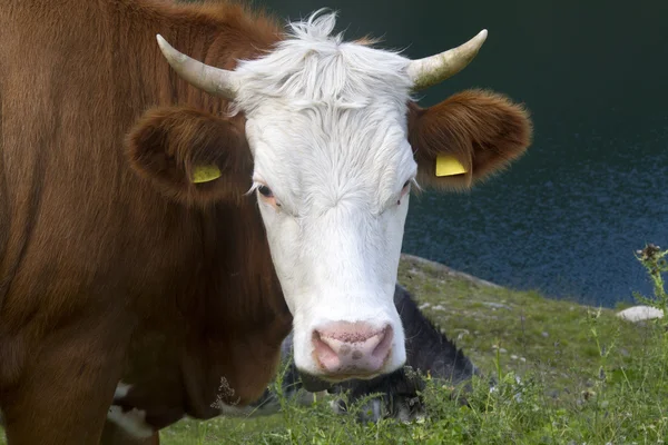 Cow portrait — Stock Photo, Image