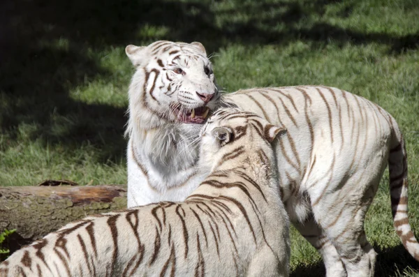 White tigers — Stock Photo, Image