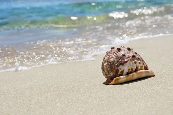 Sea shell on the beach Royalty Free Stock Photos