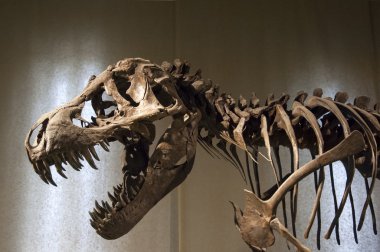tyrannosaurus rex iskeleti