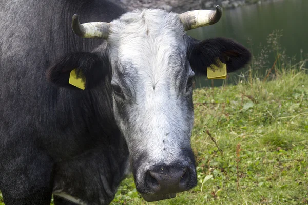 Koe portret — Stockfoto