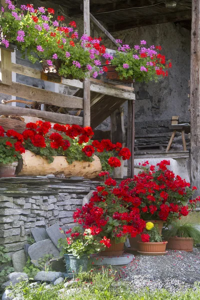 Cottage fleurs — Photo