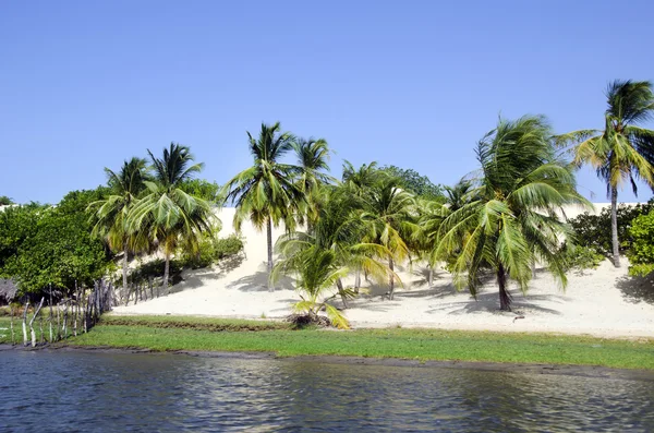 Palma y playa en Jericoacoara en Brasil — Foto de Stock