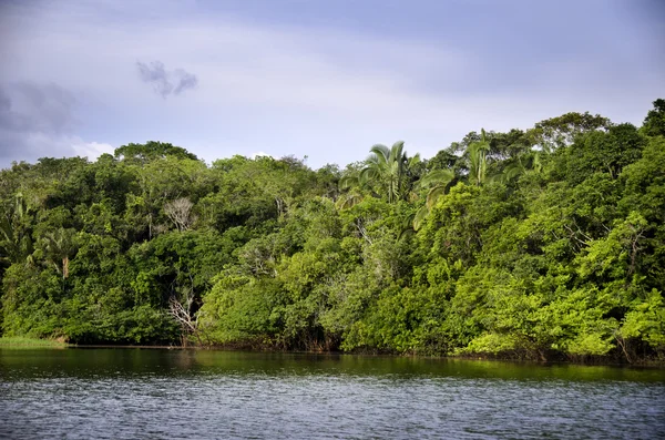 Foresta pluviale, Brasile — Foto Stock