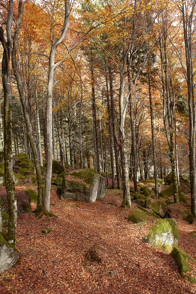 Foresta autunnale — Foto Stock