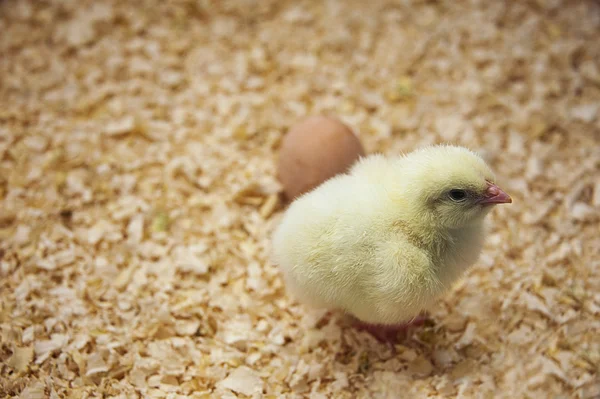 Newly hatched chicks — Stock Photo, Image