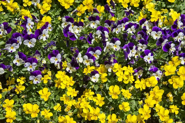 Cama de flores de onagra Imagen de archivo