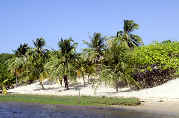 Palmeras y playa en Jericoacoara en Brasil — Foto de Stock