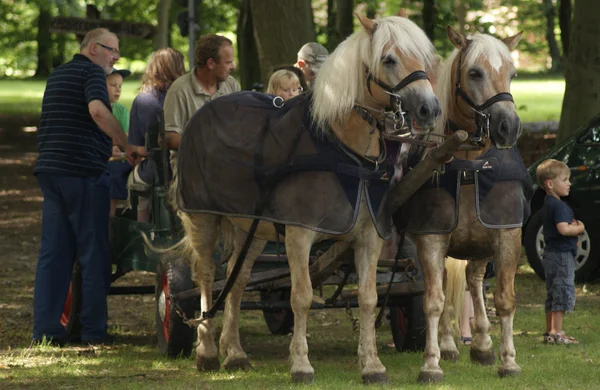 Coach horses — Stock Photo, Image