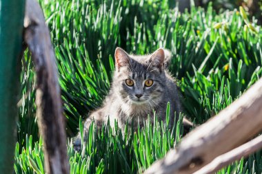 Çimlerdeki kedi