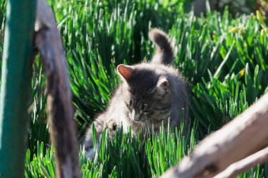 Çimlerdeki kedi