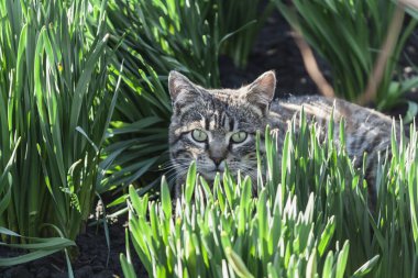 Bahçedeki yeşil çimenler