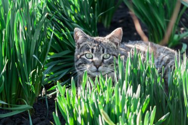 Bahçedeki yeşil çimenler