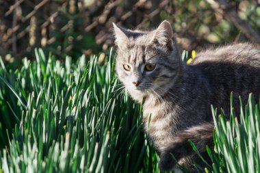 Çimlerdeki kedi