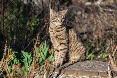 Bahçedeki kedi