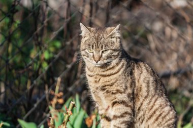 Bahçedeki kedi
