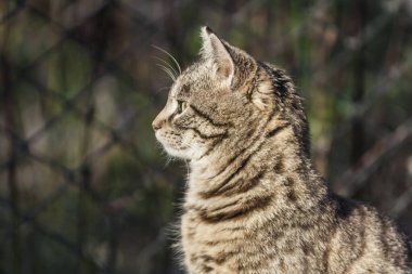 Güzel bir kedinin portresi.