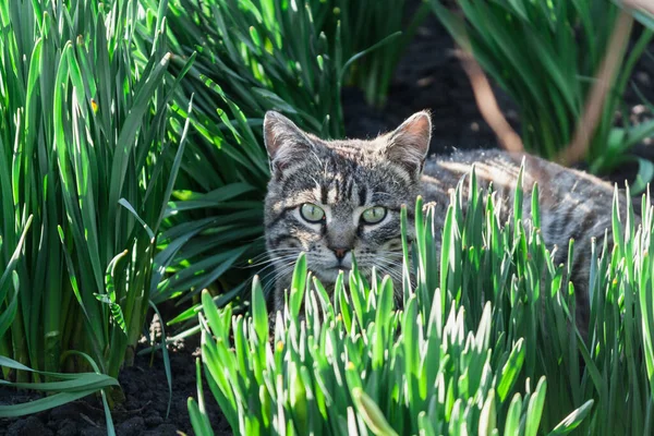 Bahçedeki yeşil çimenler