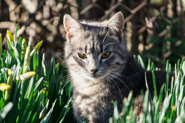 Bahçedeki kedi