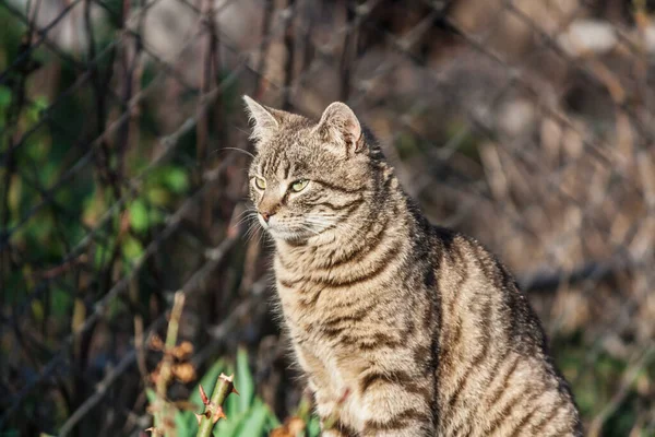 Bahçedeki kedi