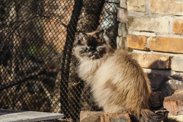 Cat Street — Stock Photo, Image