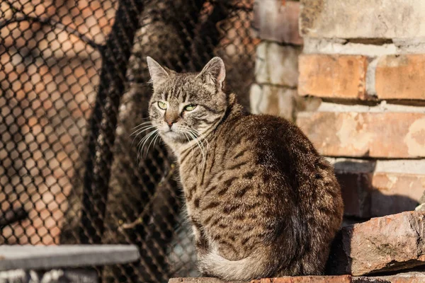 Cat Garden — Stock Photo, Image