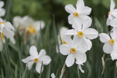 Bahar mevsiminde çiçek açan beyaz nergisler.