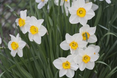 Bahar mevsiminde çiçek açan beyaz nergisler.