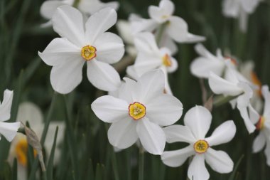 Bahar mevsiminde çiçek açan beyaz nergisler.