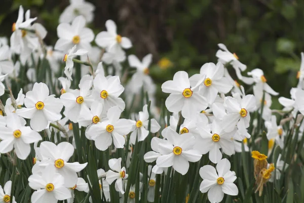 Bahar mevsiminde çiçek açan beyaz nergisler.