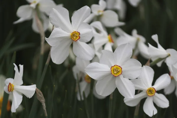 Blooming White Daffodils Spring Season Close — Fotografia de Stock