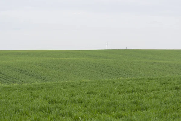 Πράσινο Χωράφι Την Ανοιξιάτικη Περίοδο Σπορά Γεωργικών Καλλιεργειών — Φωτογραφία Αρχείου
