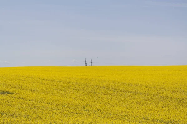 Champ Jaune Nuages Bleus Sarrasin Fleurit Printemps Paysage Rural — Photo