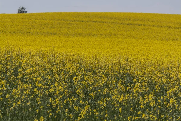 Gelbes Feld Und Blaue Wolken Buchweizen Blüht Frühling Ländliche Landschaft — Stockfoto