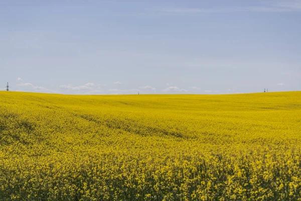 Champ Jaune Nuages Bleus Sarrasin Fleurit Printemps Paysage Rural — Photo