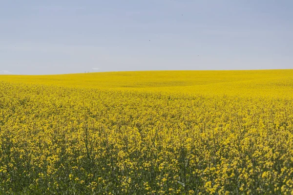 Gult Fält Och Blå Moln Bovete Blommar Våren Landsbygdslandskap — Stockfoto