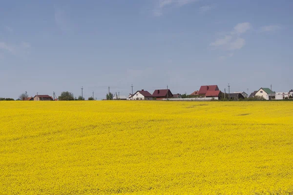 Gult Fält Och Blå Moln Bovete Blommar Våren Landsbygdslandskap — Stockfoto