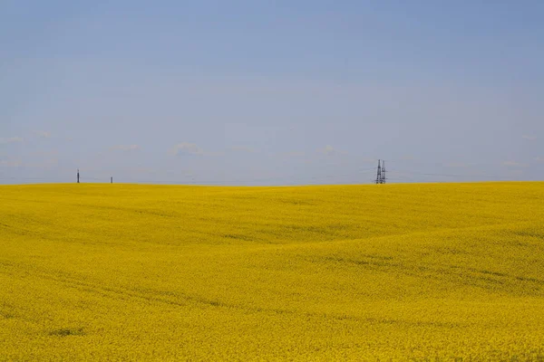 Campo Amarillo Nubes Azules Trigo Sarraceno Florece Primavera Paisaje Rural — Foto de Stock