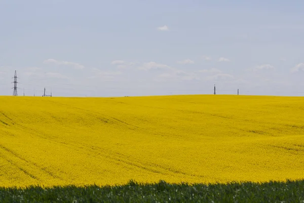 Κίτρινο Πεδίο Και Μπλε Σύννεφα Άνθη Φαγόπυρου Την Άνοιξη Αγροτικό — Φωτογραφία Αρχείου