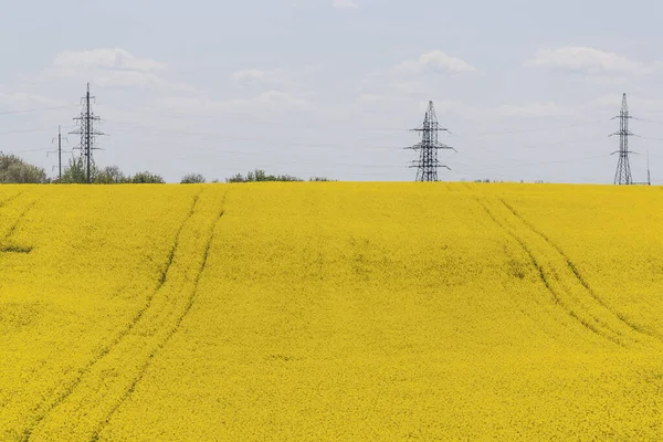 Жёлтое Поле Голубые Облака Гречка Цветёт Весной Сельский Пейзаж — стоковое фото