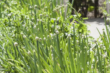 Çiçekli taze soğan yakın plan
