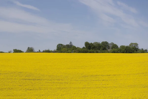 Gult Fält Och Blå Moln Bovete Blommar Våren Landsbygdslandskap — Stockfoto