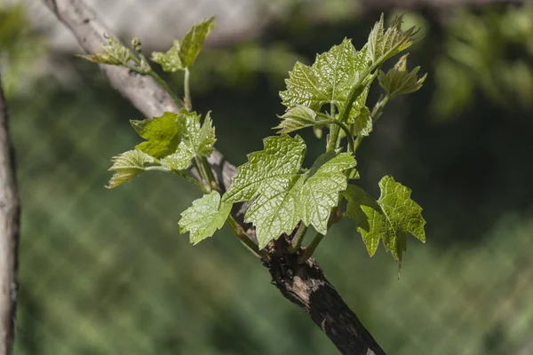 Fioritura Uve Giovani Nella Stagione Primaverile Primo Piano Petali Verdi — Foto Stock